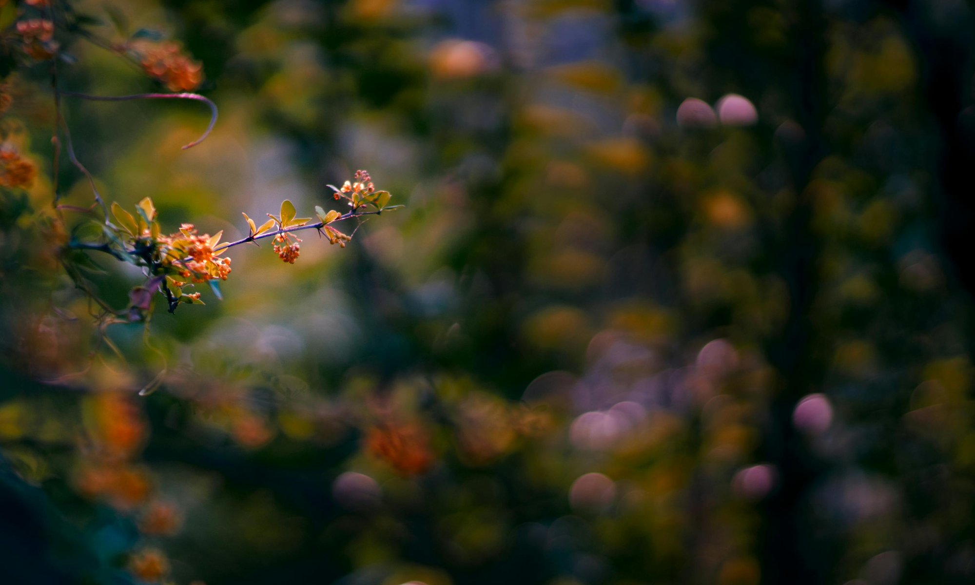 Wild berries and orange flowers on a branch, Uttarakhand forest