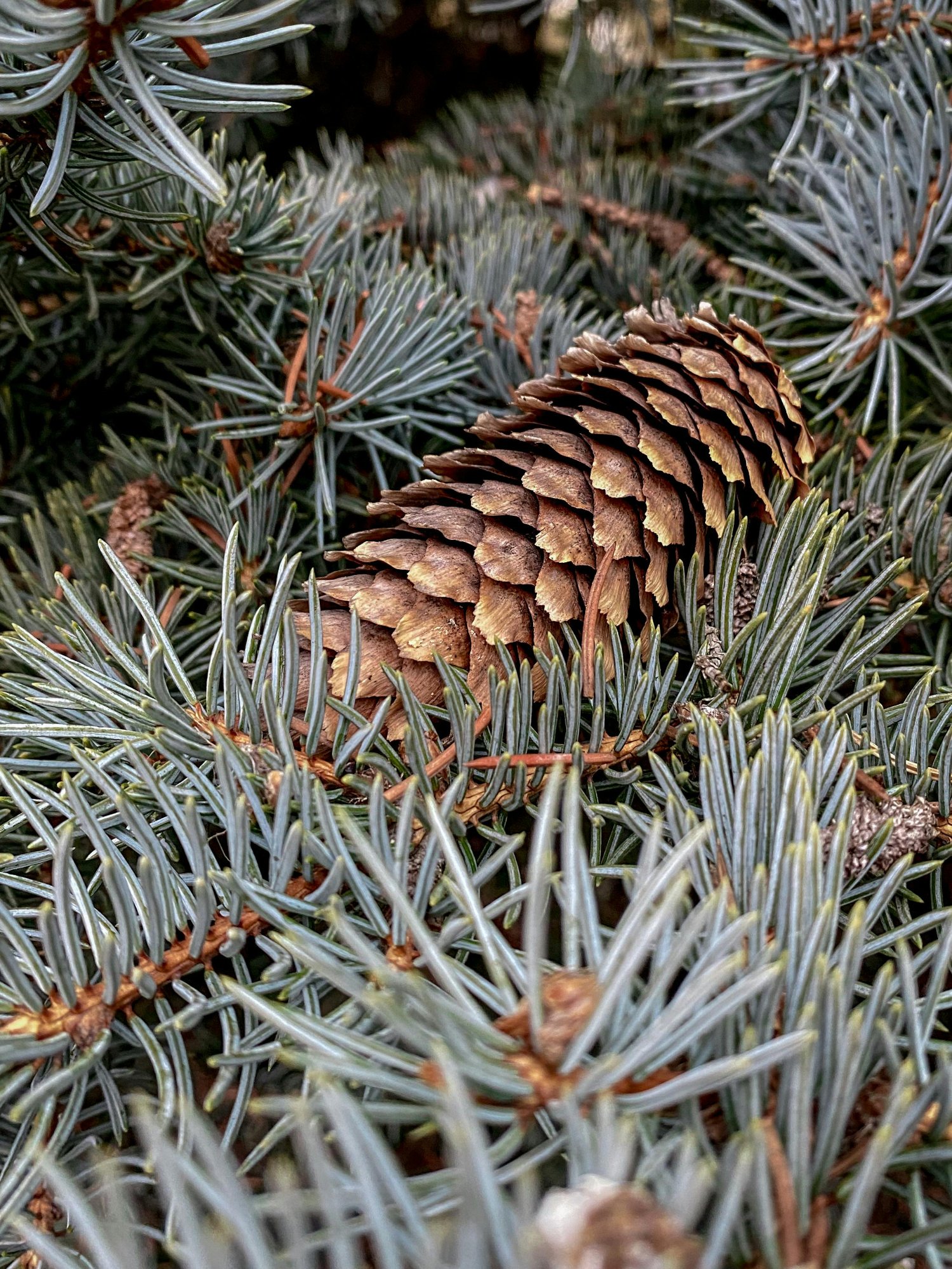 Pine cone in deodar needles, close up