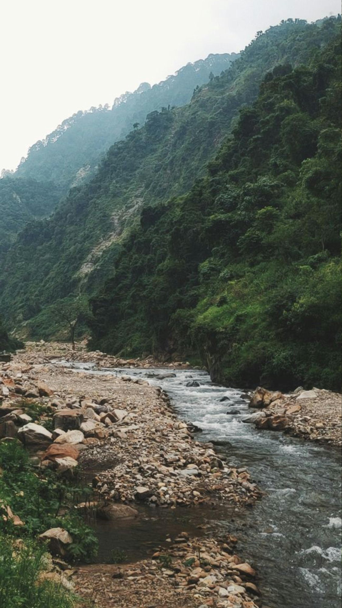 Mountain river with silver rocks and green forest