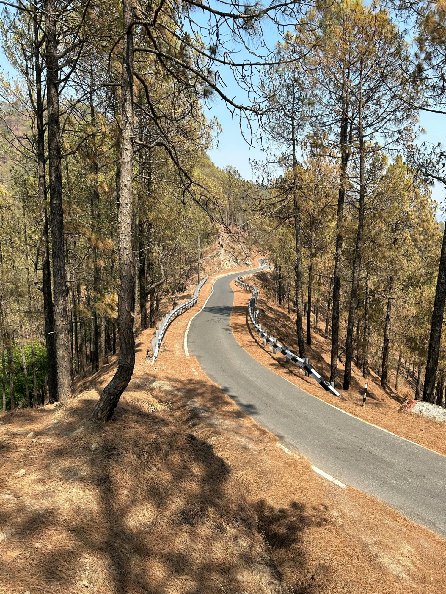Winding mountain road through pine forest, Pauri Garhwal