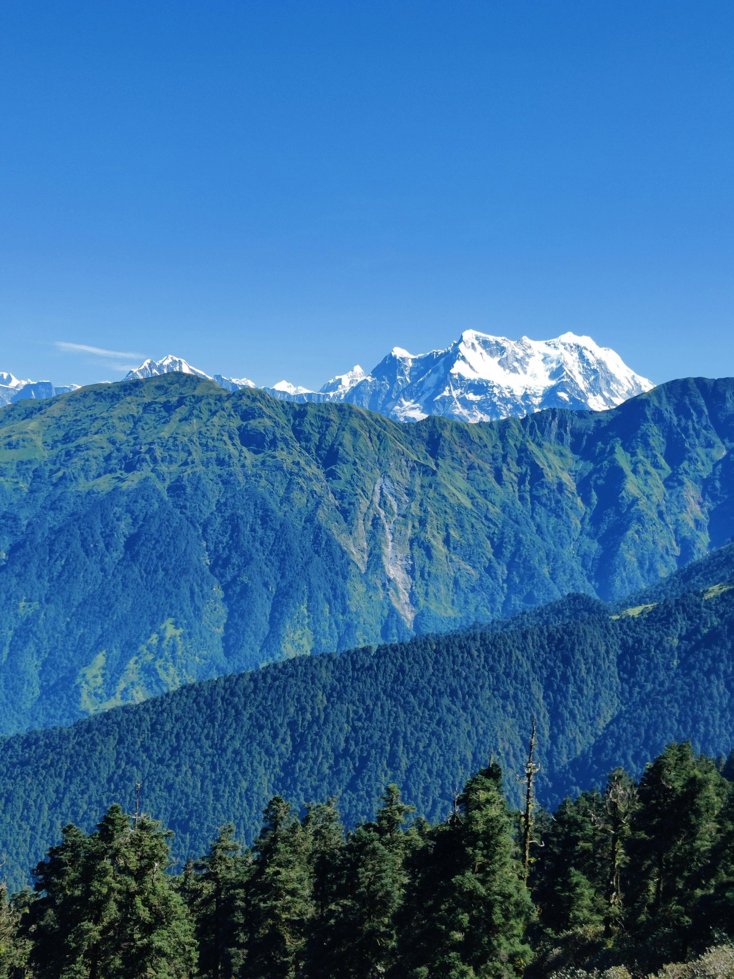 Snow-capped Himalayan peaks with pine forest