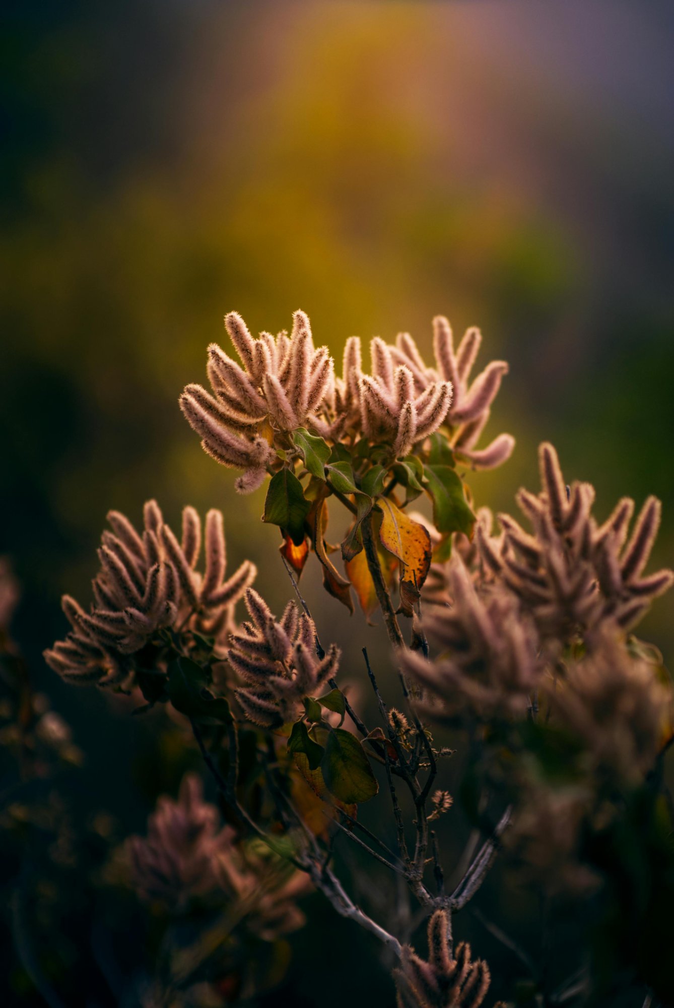 Wild mountain flowers in golden hour light